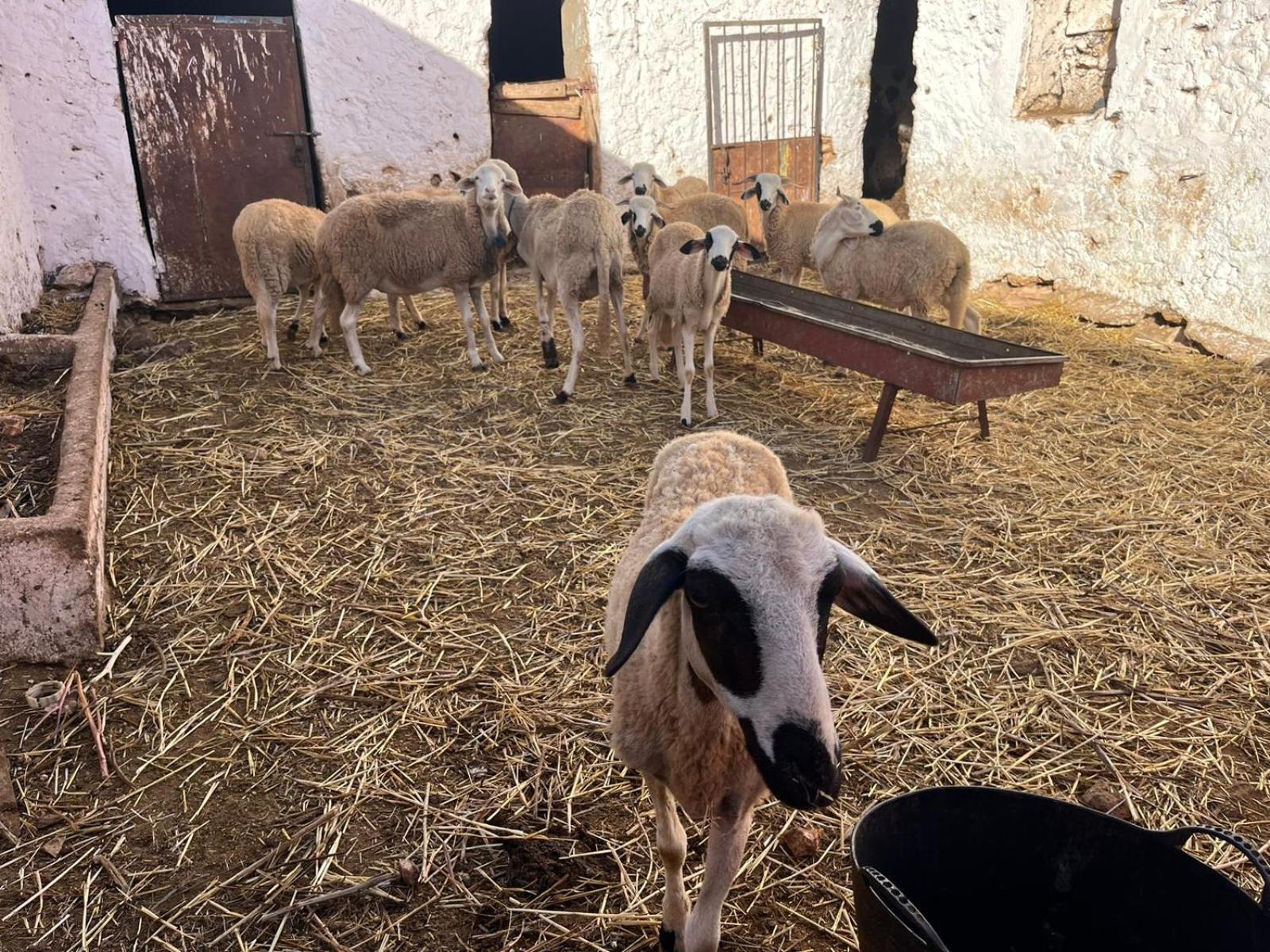Khaima Oulad Abbou 外观 照片